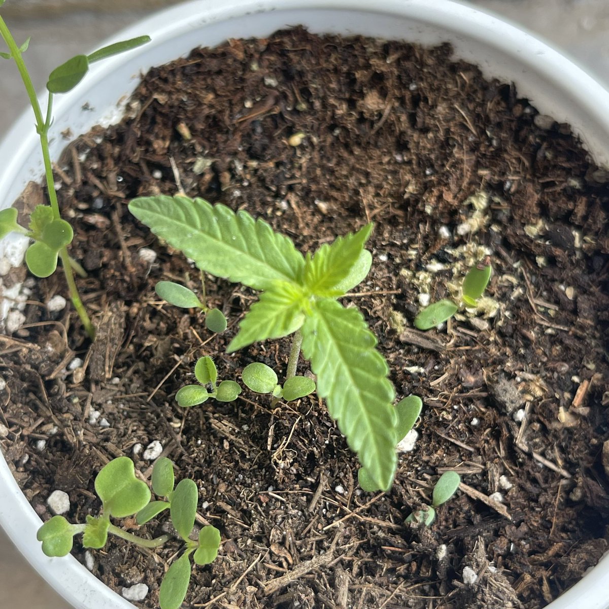 CannabisQro's tweet photo. Hemos estado fuera por motivos de trabajo pero empezaremos a subir contenido. 
Izq : Suelo vivo (orgánico 100%)
Der: fertilizantes 

Siguiente post será sobre suelo vivo iniciando con el tipo de tierra y que esun suelo vivo. #livingsoil #Livingsoil https://t.co/PPO97PwmDn