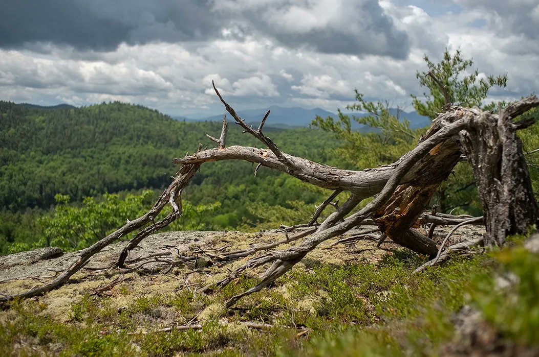4wildplaces's tweet photo. The new Moriah Wilderness Preserve protects 1,775 acres in the West Champlain Hills of New York—a region considered one of the most biologically rich parts of the Adirondack Park. Read the full story in our latest press release:
https://t.co/99dy3LwZIC 
📸 Stephen Matter https://t.co/CvEgTWrYe5