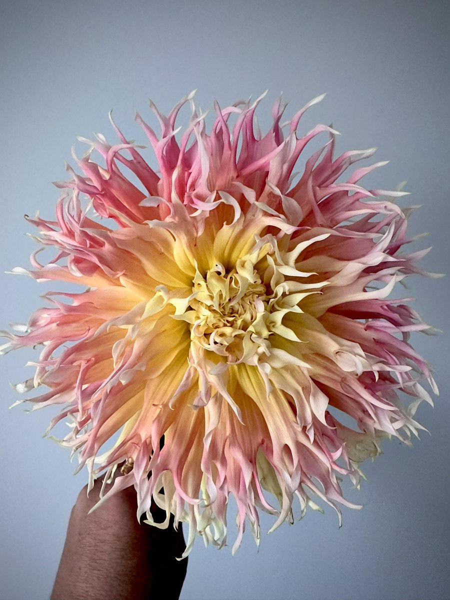 Another dahlia anyone ?
#Dahlialove 
#FlowersOfTwitter 
#GardeningTwitter 
#Allotment