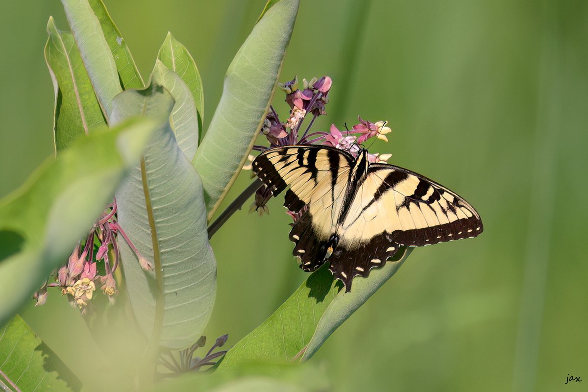 Jax - Backyard Wildlife Photography tweet media