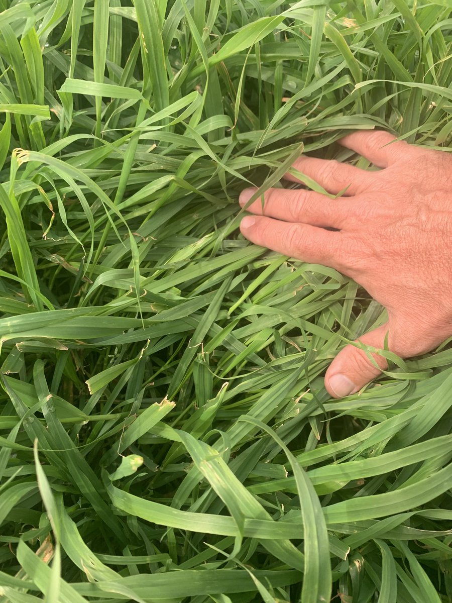 PastureGenetics's tweet photo. A 41 días del reporte anterior, así sigue este semillero de avena negra de exportación.
+ PASTO
+ CARNE
+ PRODUCCIÓN DE SEMILLAS https://t.co/PEfdZaeXcV
