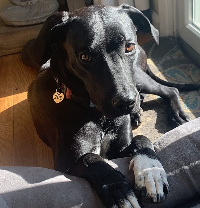 PetANtastic's tweet photo. Good morning and happy Thursday!🧡
Zoe seems a little shy, but isn't she stunning? 🥰

#pettastic #petantastic #thursday #smallbusiness https://t.co/M3tMDzvALd