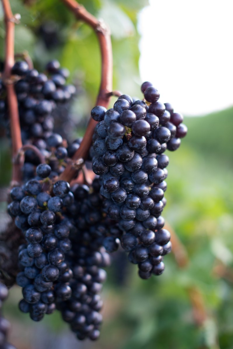 Petit Verdot shines in Virginia’s vineyards. This star varietal is late to ripen but makes an audacious entrance. The end result– wines with impressive depth, inky color and complexity. Head to the #vawine blog to learn more about Petit Verdot in Virginia: ow.ly/ZSx350PCRvI