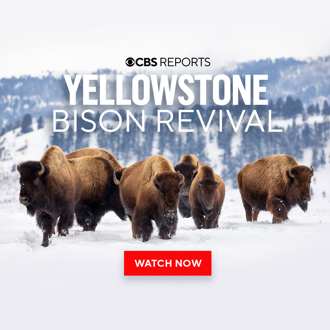 WATCH NOW: Bison were virtually wiped out a century ago, but a few remained in the heart of Yellowstone National Park. CBS Reports explores the return of America’s iconic species from the brink of extinction. cbsn.ws/3QTiqDJ