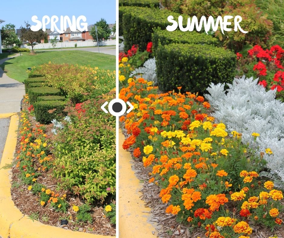 Looking for 'curb appeal' 🌞 Check out the amazing transformation our annuals make from spring to summer - the vibrant blooms of summer are like a work of art! 🌸

#propertymanagement #propertymanager #condominiums #condos #durhamregion  #commercialservice #retirementhomes