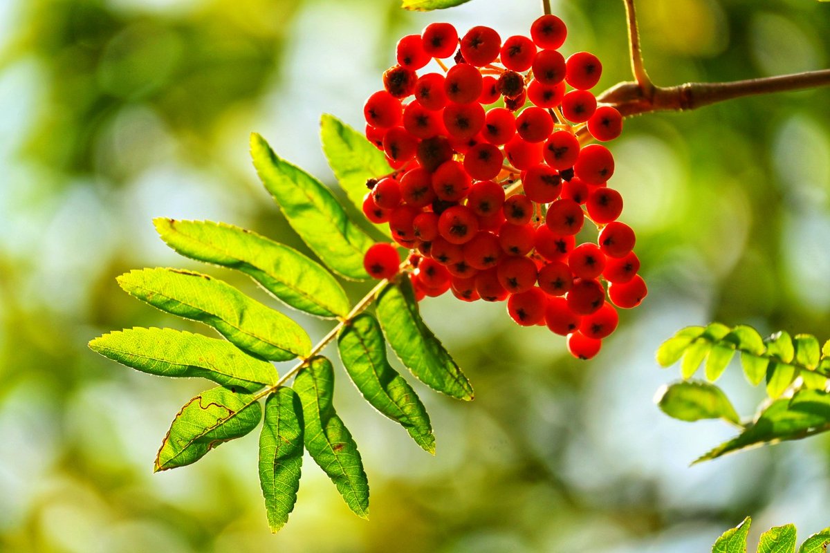JanKnox1's tweet photo. A Photo A Day for August: 24/8/23 Rowan Harvest 🌿 #photooftheday #rowantree #autumn #rowan #latesummer #snapseed #August2023 https://t.co/JCzSmBjmRb