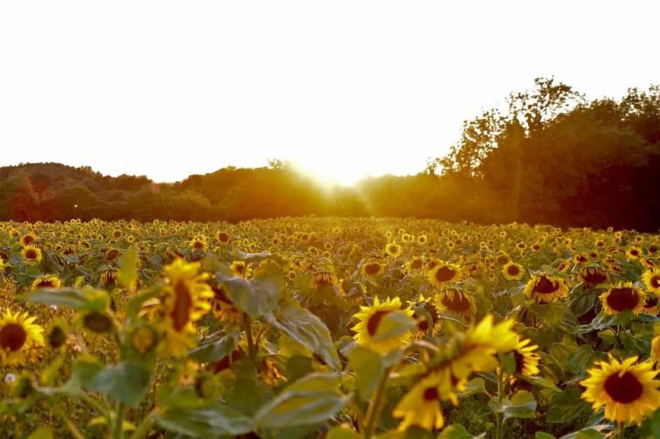 The Duncan family Farm in Field Dalling, near Holt is open this bank holiday for people to enjoy a stunning field full of sunflowers northnorfolknews.co.uk/news/23745243.…