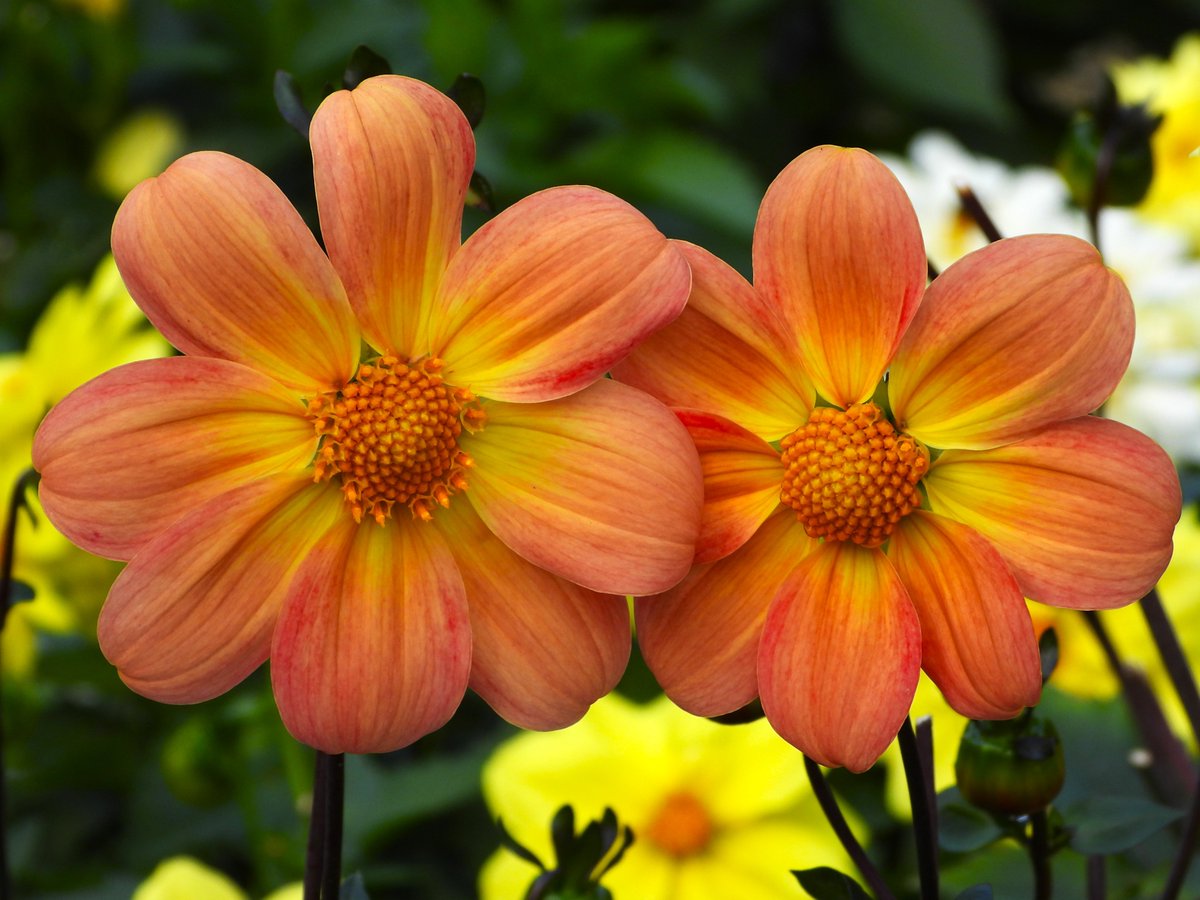 #love the #colours of those #dahliaseedlings #dahliaseedling #dahlia #dahlias #flowers #flowerphotography #redorangeyellow #pretty #colourful #beautiful #beautifulflowers #inmygarden #inmygardentoday🌝🌿🌸🌼🌺🍀🌺🌼🌸🌿