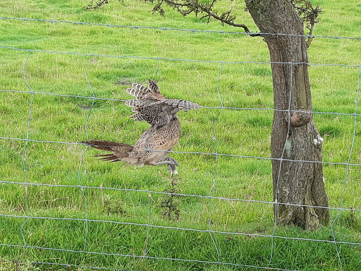 G_0_PEK's tweet photo. Rescued a grouse trapped in a fence today.. https://t.co/MQqFA53egt