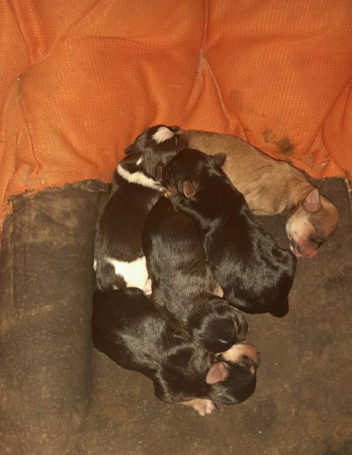 AGREGATOS_OFC's tweet photo. 🐕 🐕 🐕 🐕 🐕 🐕 🐕

Filhotes para Adoção Responsável em BH.

97532-6965 Sônia

@opabichos

#adocao #adocão #adoção #adoçãoresponsável 
#cães #cachorros #catiorros #perros #dogs #cani #puppy #puppies #pets #PetLover #PetsLovers #DogLover #DogsLovers https://t.co/eymk0rnBaU