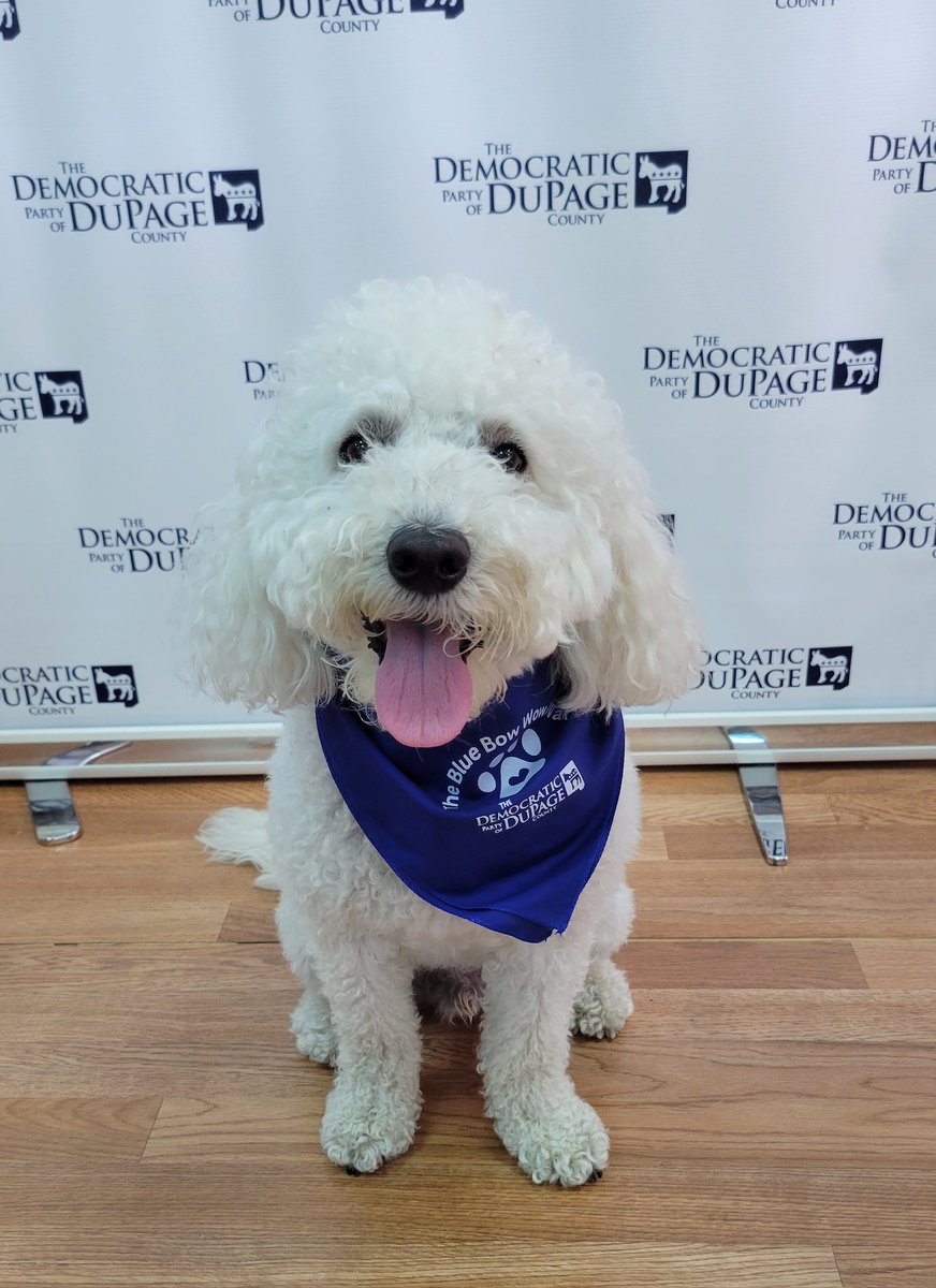 demsindupage's tweet photo. Special visitor in the office today. Star stopped by to check out the bandanas for the Blue Bow Wow Dog Walk on Sunday. Make sure to get your tickets at the link below &amp; join us for a fun event. 

https://t.co/LGfHH45Lyv
https://t.co/LGfHH45Lyv https://t.co/2jxKeI714K