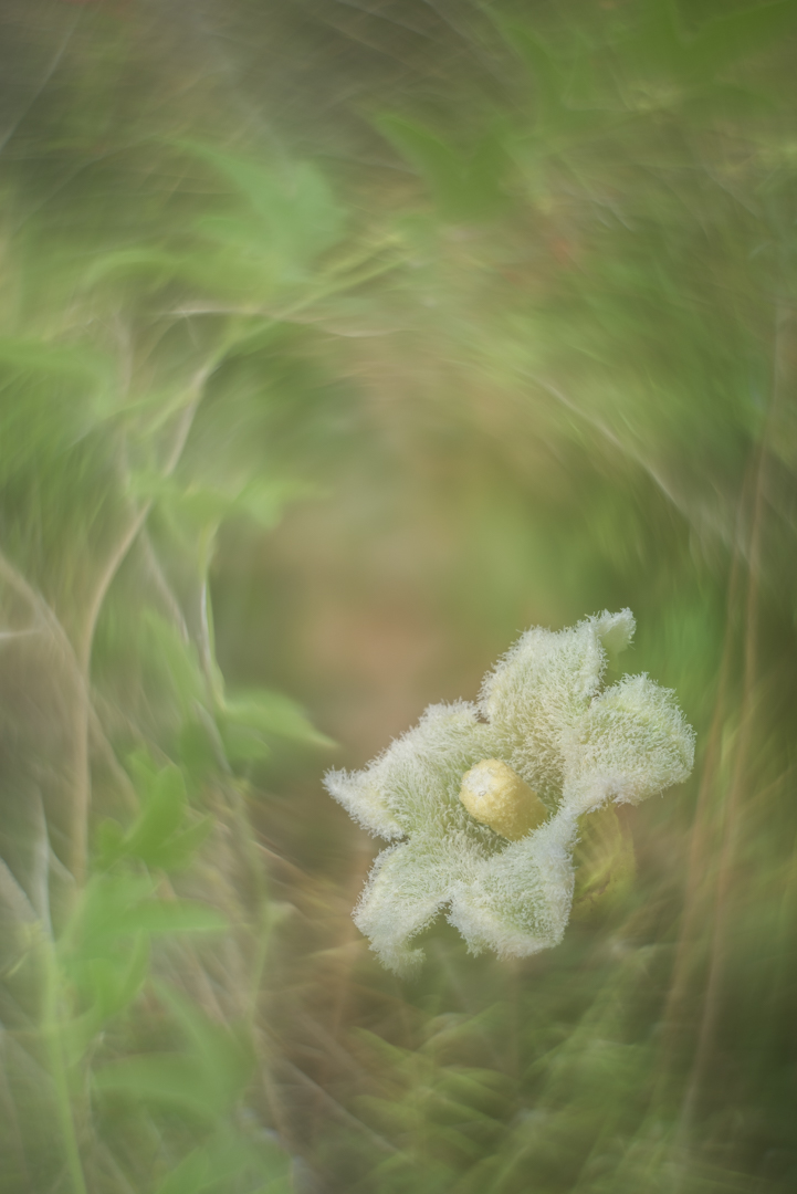 MellodoraArt's tweet photo. GM. I don’t make photos of flowers. I make photos of Native Vegetation.

I know many people may not see this, but I am proud of my message. 

#WildandNative #Forever

[Some of these photos available on FND] https://t.co/s2tTgqdRFl