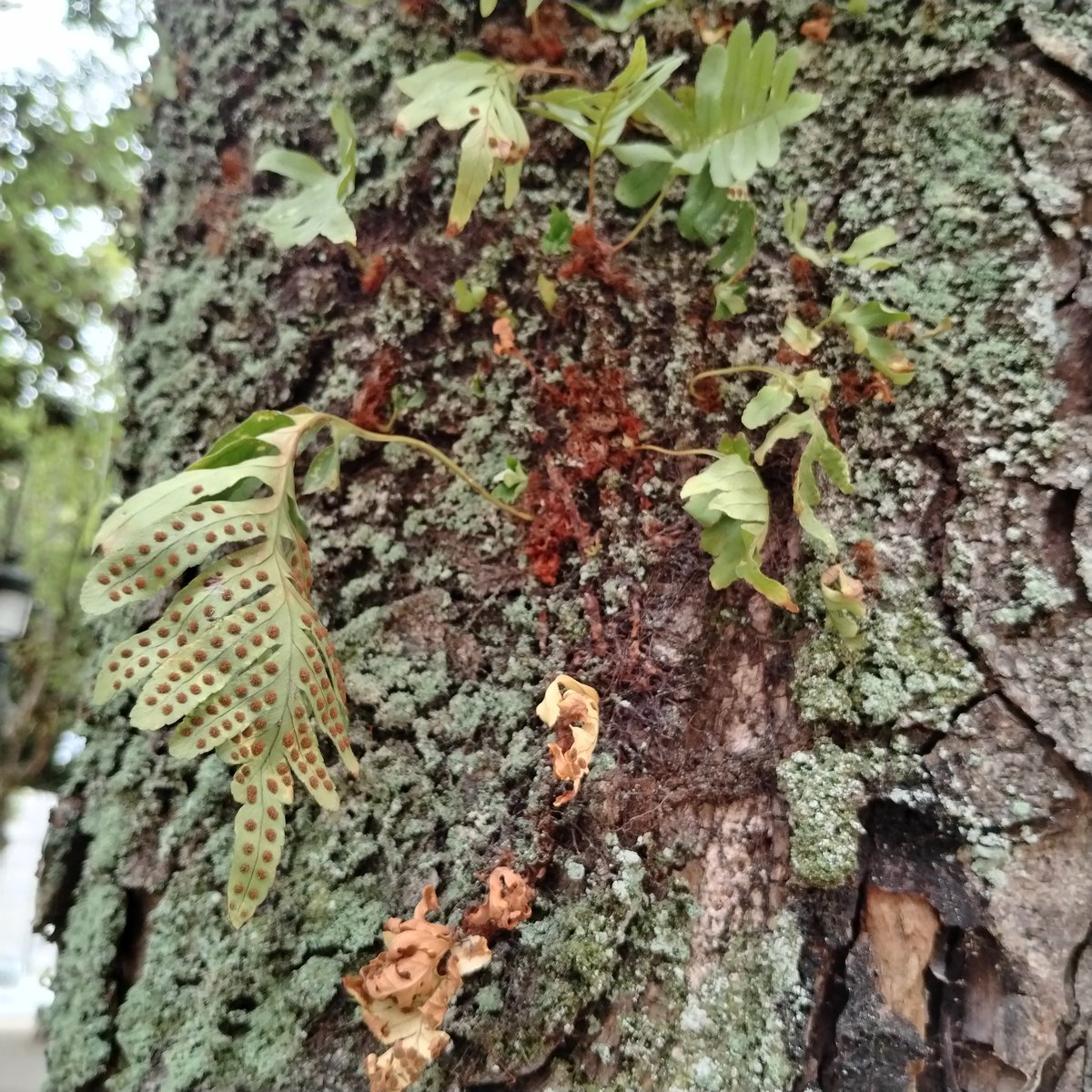 No idea what the red spots are. They look fluffy.

#NaturePhotography