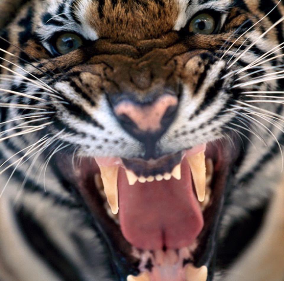 Conwayradio's tweet image. Get ready for an epic showdown! The Conway Tigers take on the Myrtle Beach Seahawks this Friday for the coveted Victory Bell! 🔔 Tune in to all of the action on 106.5 Nash FM at 7:00 for the Graham Golf Cars pregame show. 📻🙌 #ConwayFootball #VictoryBell