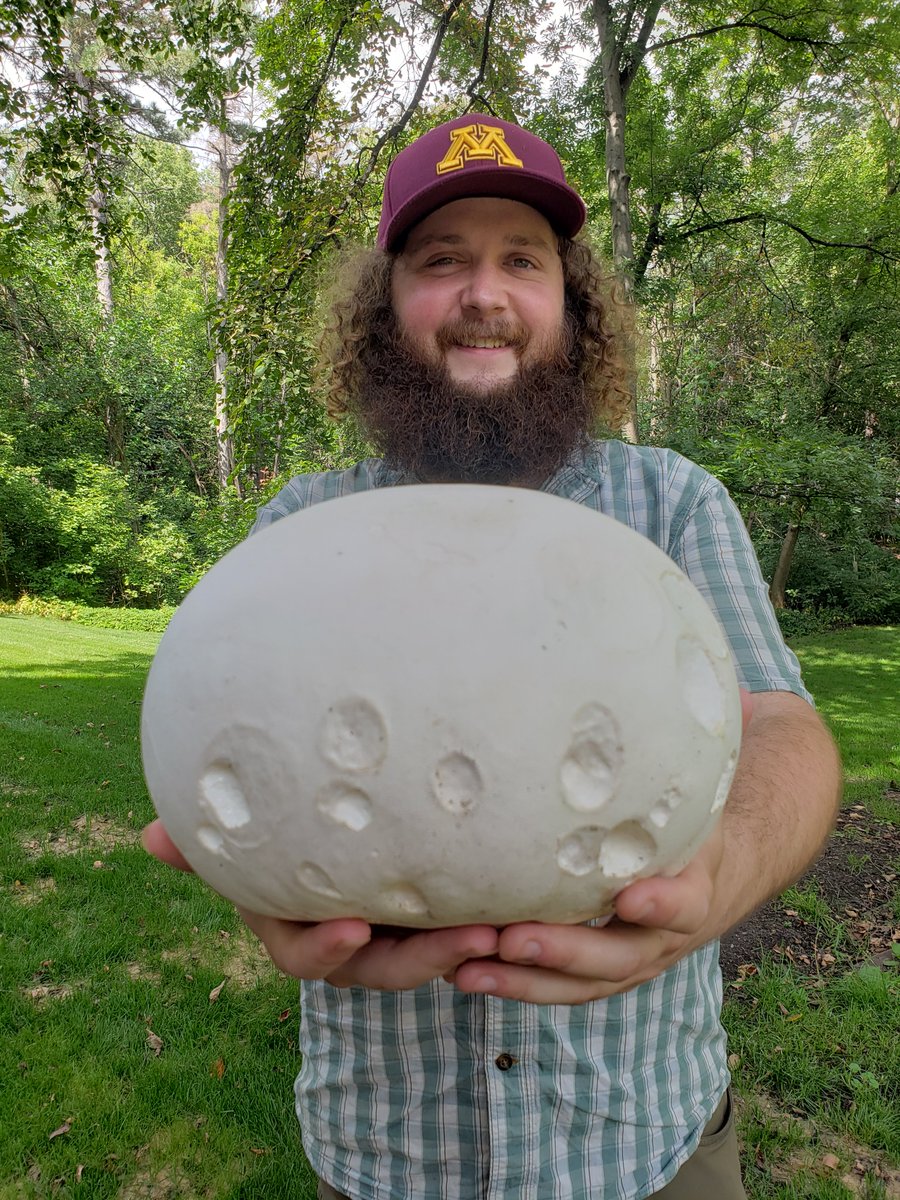 After the moon landing, these are popping up all over - @ColinPeters_222 with a giant Calvatia gigantea