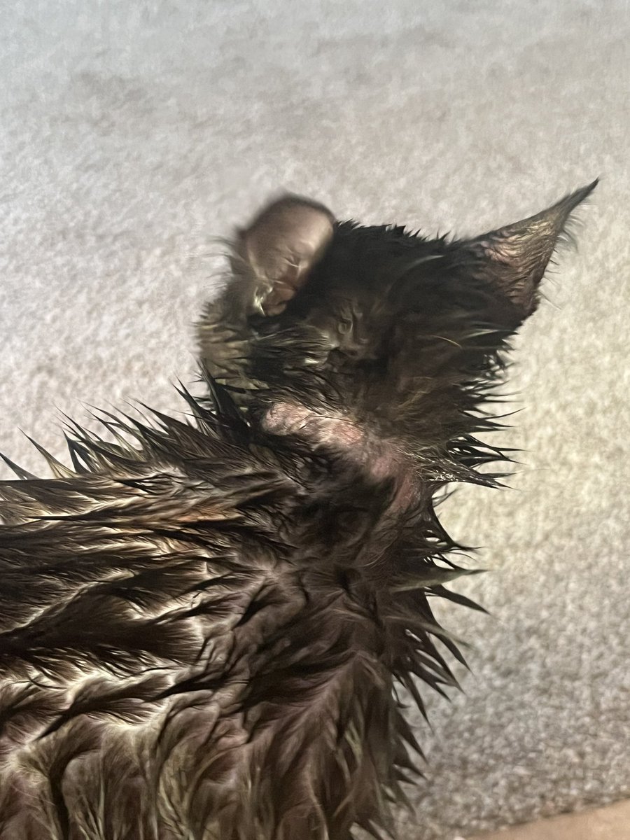 northpolemama's tweet photo. @seresto_es @GeneralMills when are y’all going to take this flea collar off the market?!? https://t.co/UYEkiamJU4