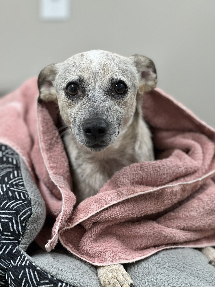 Today’s rescue. Was supposed to rescue another one but getting that one tomorrow. This one is a refugee from a domestic abuse situation. #Arkansas #fosterdog #ruralanimaltescue