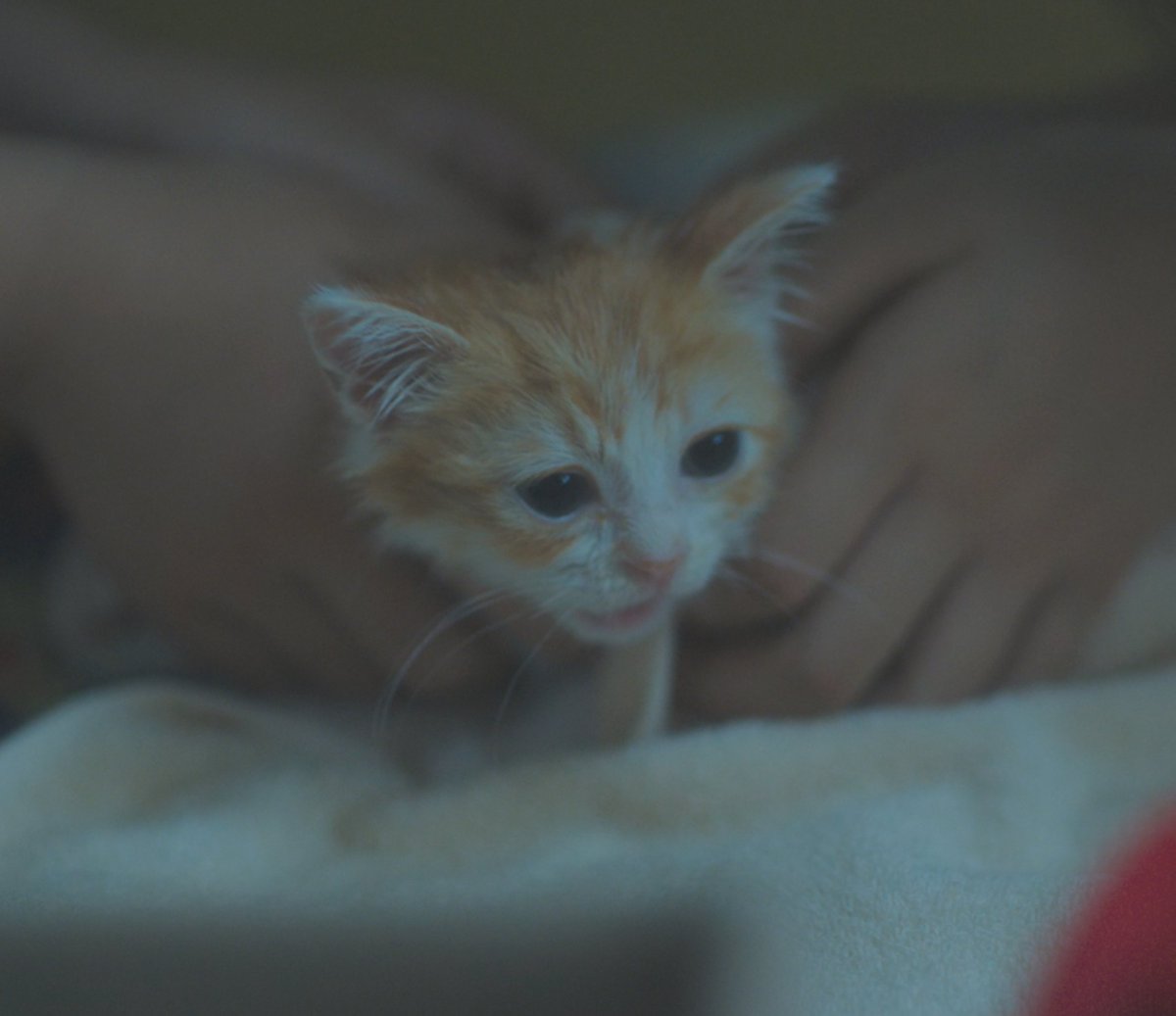 SoulmateKMovie's tweet photo. Poor Kitty :( Good thing Mi-so and Ha-eun saved the cat 😺

Watch SOULMATE link in bio

#soulmate #soulmateVOD #kimdami #jeonsonee #byeonwooseok #소울메이트 #영화소울메이트 #김다미 #전소니 #변우석 #kdrama #kmovie #koreanstar #koreanactor #vod #streaming #still #cat #kitten #pet https://t.co/BfimLkmBJR