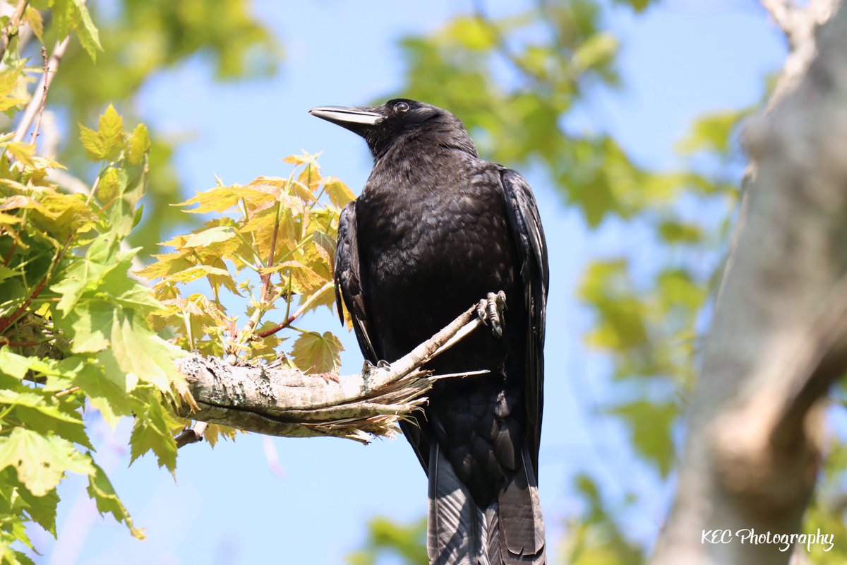 kecolwell's tweet photo. #Crow perched in a tree
#KECPhotos #crows #birds #nofilters #nature #wildlife #BackyardPhotography https://t.co/ps6Z7LFGvD