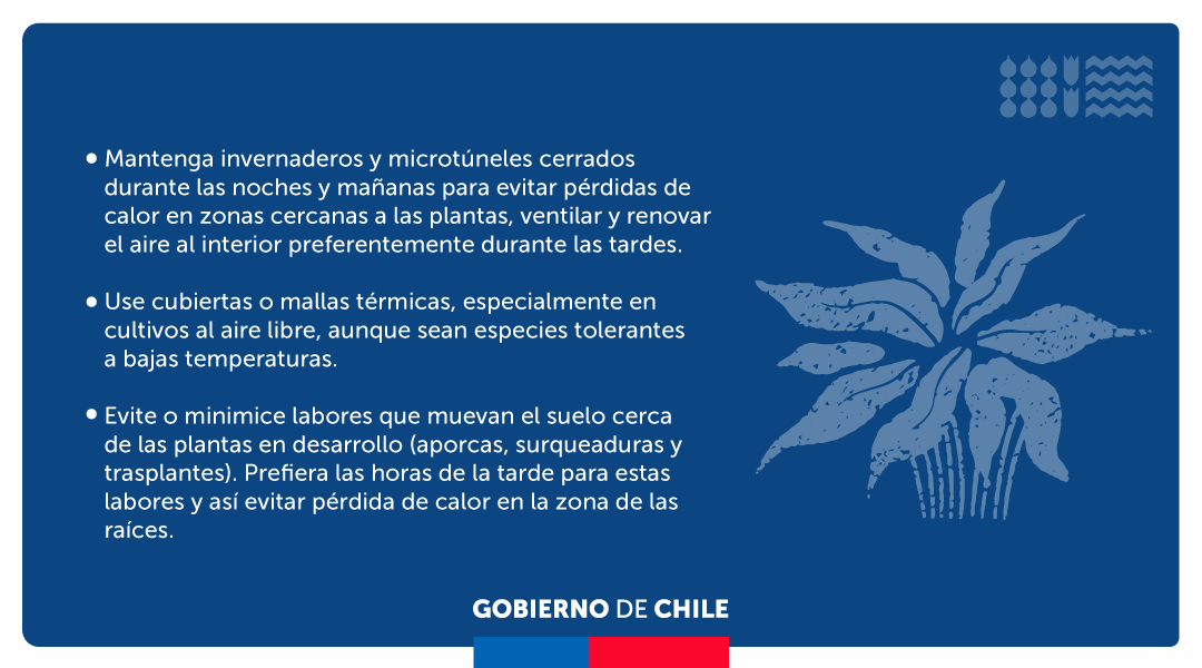 MinagriCL's tweet photo. ⚠️❄️Frente a la alerta por heladas para este viernes 24 y hasta el domingo 27 de agosto, entre las regiones de Valparaíso y Biobío, revisa estas recomendaciones para prevenir daños en tus cultivos y para proteger a tus animales 🌾 https://t.co/J8lA71Cr2I