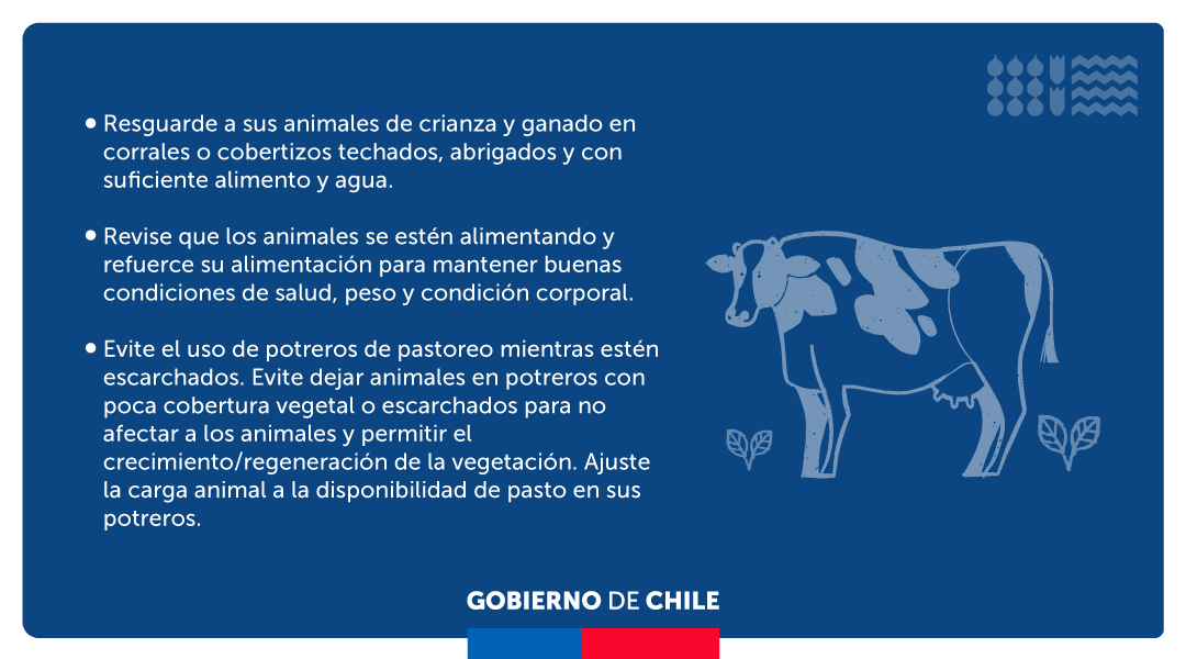 MinagriCL's tweet photo. ⚠️❄️Frente a la alerta por heladas para este viernes 24 y hasta el domingo 27 de agosto, entre las regiones de Valparaíso y Biobío, revisa estas recomendaciones para prevenir daños en tus cultivos y para proteger a tus animales 🌾 https://t.co/J8lA71Cr2I