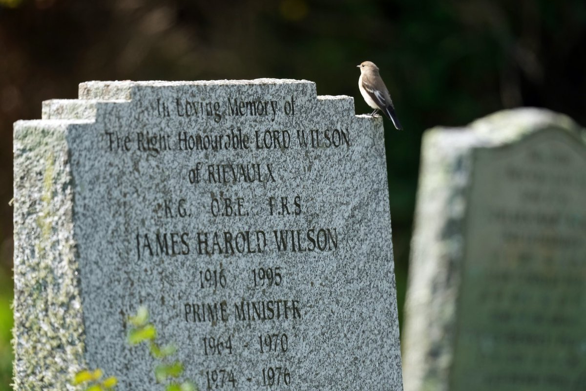 Pied Flycatcher on Harold Wilson's grave this afternoon at the Old Town Church, St. Mary's.

#islesofscilly #haroldwilson