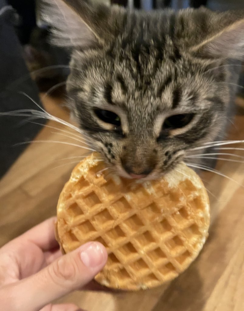 #PhotoChallenge2023August
Day 24: waffles 🧇
It’s #NationalWaffleDay! Here’s a picture of me from last year when i tried to snatch mamas waffle! Leggo my Eggo, mama! 🧇😋😹
#CatsOfTwitter #ThrowbackThursday #Cats #CatsOfX