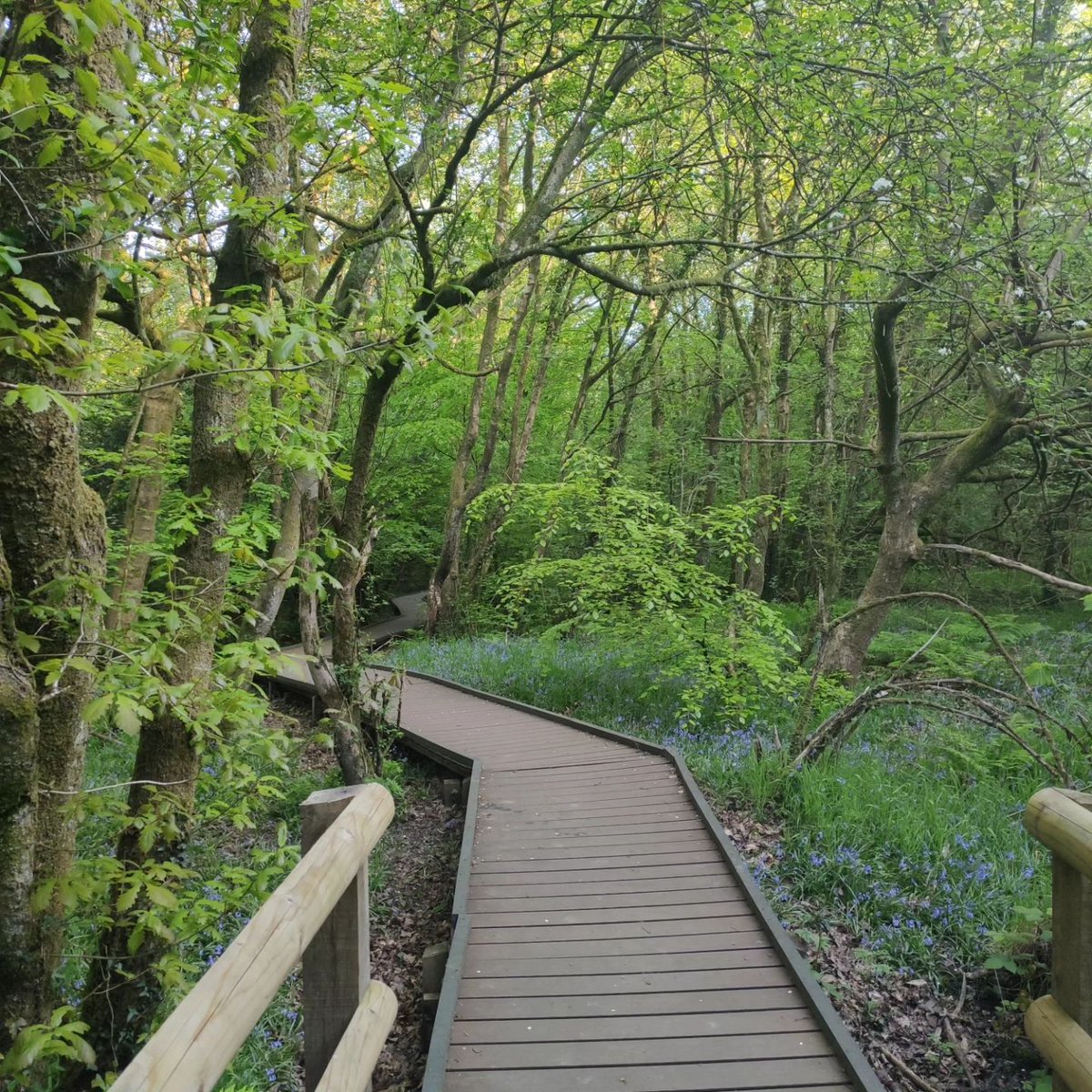 Mae gan wyth gofod gwyrdd yn Sir Pen-y-bont ar Ogwr Wobr Baner Werdd gan Cadwch Gymru’n Daclus, i gydnabod yr ardaloedd naturiol o ansawdd uchel lle gall pobl leol ac ymwelwyr gerdded, beicio ac archwilio!

📷 sooz_carroll
📍 Parc Gwledig Bryngarw

🔗 cy.visitbridgend.co.uk/be-inspired/aw…