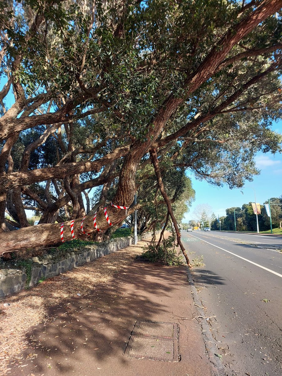 Kristiann_NZ's tweet photo. We love our GNR pohutukawas at Springs/Pt Chev but let's face it, some limbs are dangerous and ready to go @AklTransport https://t.co/1l7UE7JY3A