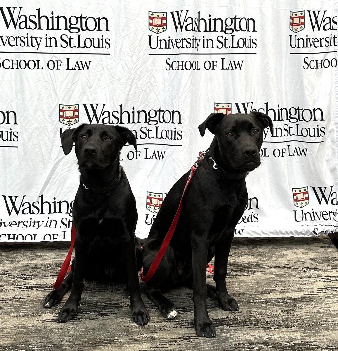 WashULaw's tweet photo. Orientation continues! Head over to our Instagram for highlights: https://t.co/Hp9aGoaD7k https://t.co/5aVBONZcEy