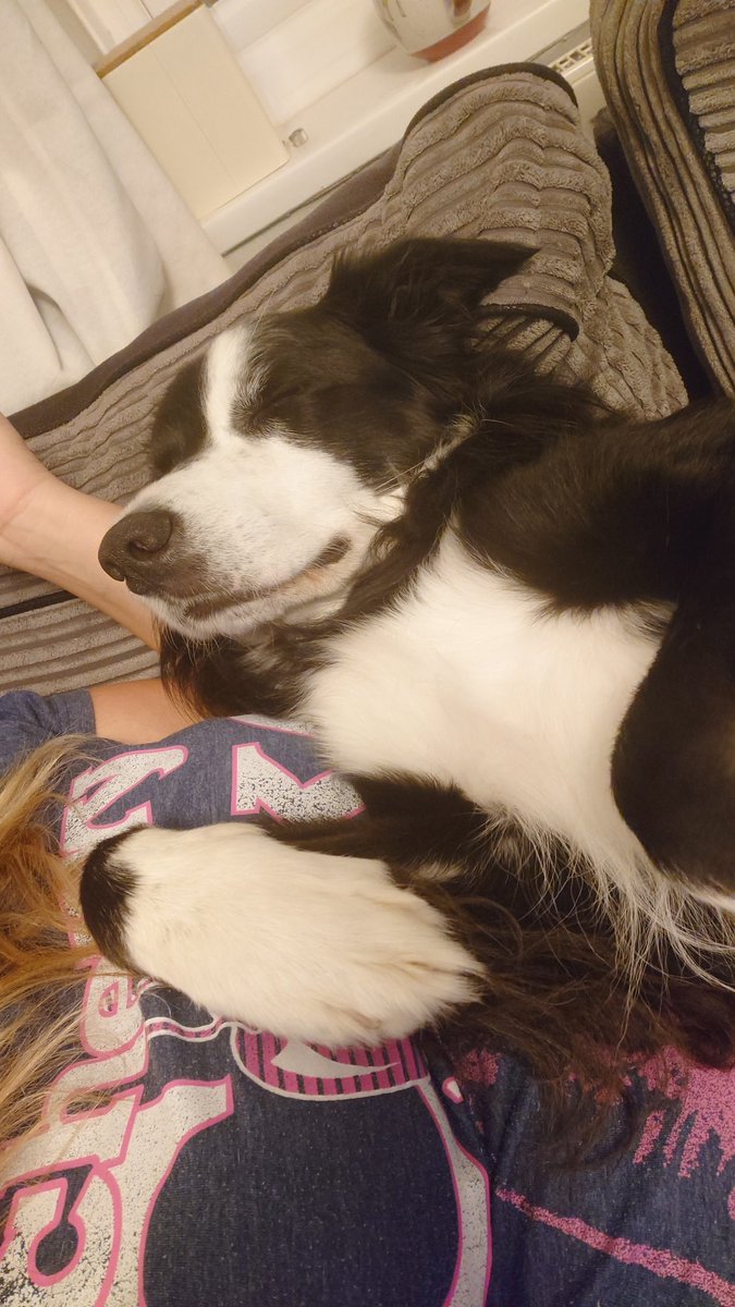 CollieJake's tweet image. Duddles with hu ❤️

Feeling a bit rubbish lately, not allowed out for proper walks cos I've hurt my knee 😣
Seeing specialist on Wednesday to see what the next steps (ha!) will be
Potentially x-rays 🩻 😬