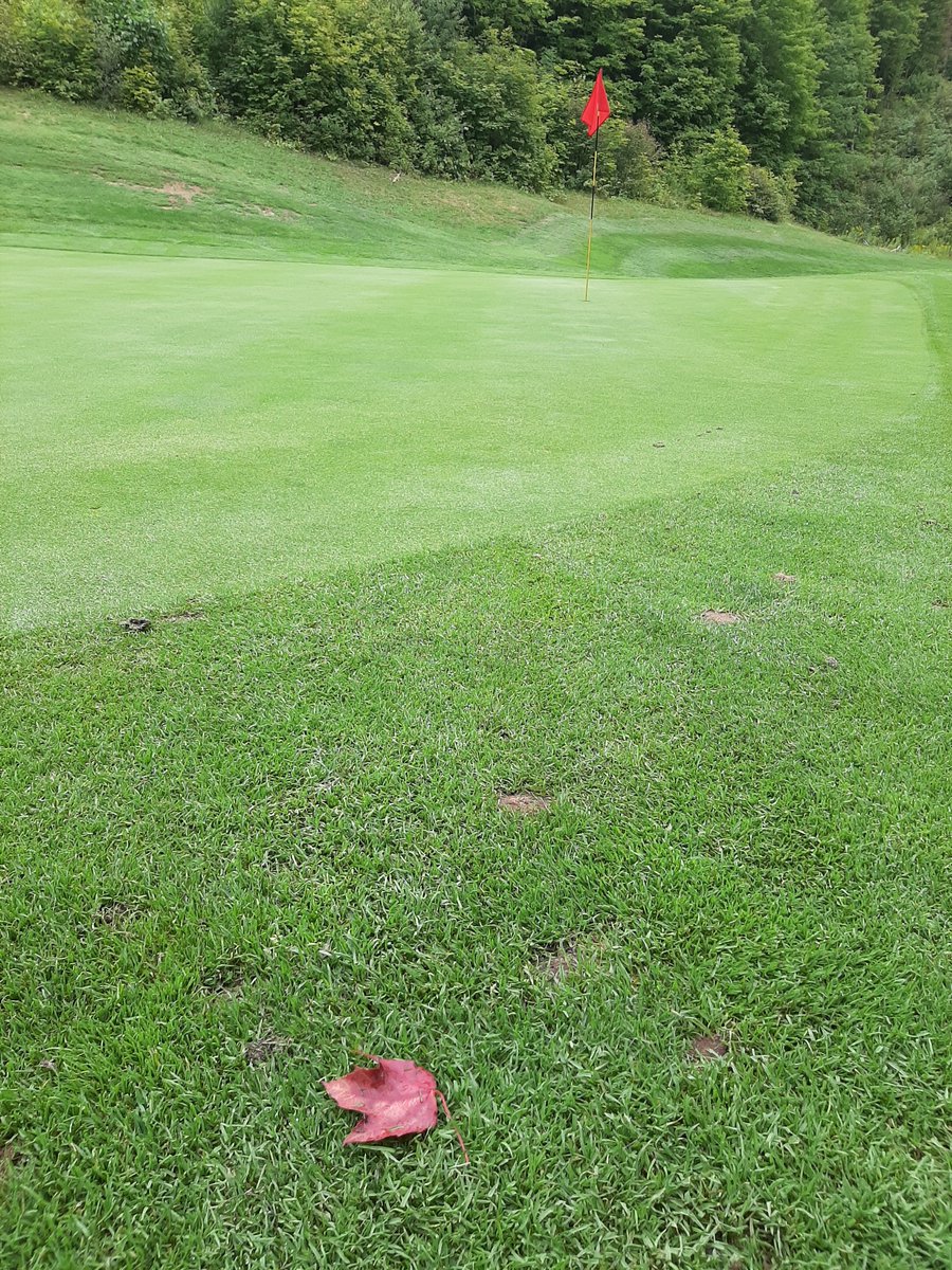 don't panic, it's only one leaf #summergolf #AutumnIsComing #huntsvilledownsgolf #huntsvilleontario #muskoka #ilovegolf