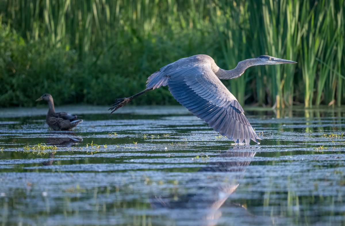 While heading to a new fishing spot, a Great Blue Heron's wings brush the surface of the pond.