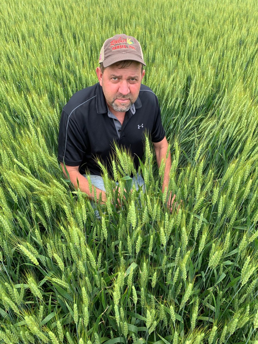 Danny Rubin, Fayette Co., wins this year's #Illinois #Wheat Yield contest w/ entry of 144.49 bpa. In fact, top 5 entries all surpassed 140 bpa. Top 5 variety brands in contest were #Pioneer 1st, #FS Inspire (2nd and 3rd) and #AgriMAXX (4th and 5th). <a href="/IllinoisWheat/">Illinois Wheat Association</a> @GMK_Agronomy