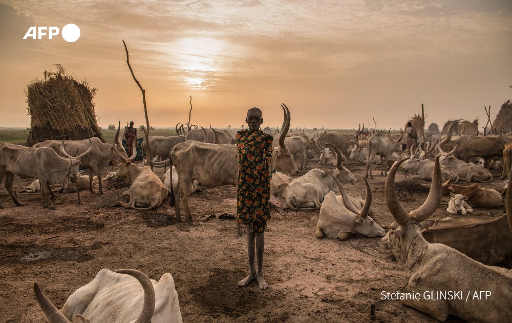 AFP's tweet photo. By the end of century, more than one billion cows worldwide could suffer from heat stress if global warming continues unabated, threatening their fertility, milk production and lives, according to research https://t.co/xWainKOhVV https://t.co/4PDfUGwLWz
