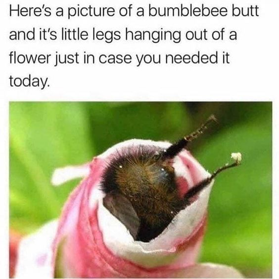 WholesomeMeme's tweet photo. https://t.co/MZNtndUfTZ