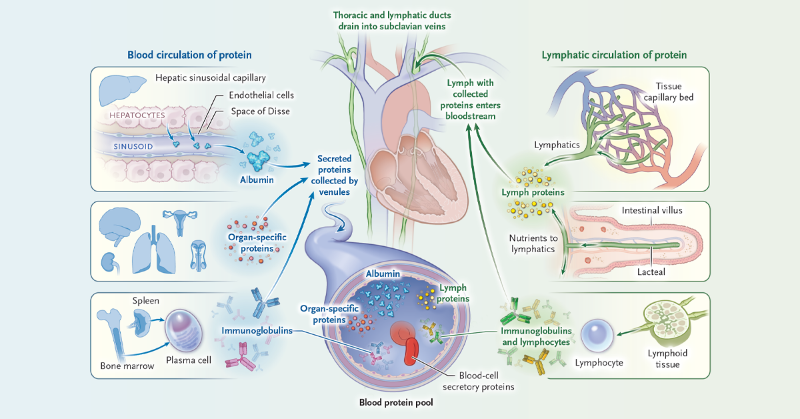 NEJM's tweet photo. Loss of plasma proteins into the gastrointestinal tract may be due to capillary diffusion of proteins into the interstitium, epithelial permeability, or leakage and rupture of dilated lacteals.
Read the full Review Article: https://t.co/9lDIpLiSUo
#gastroenterology