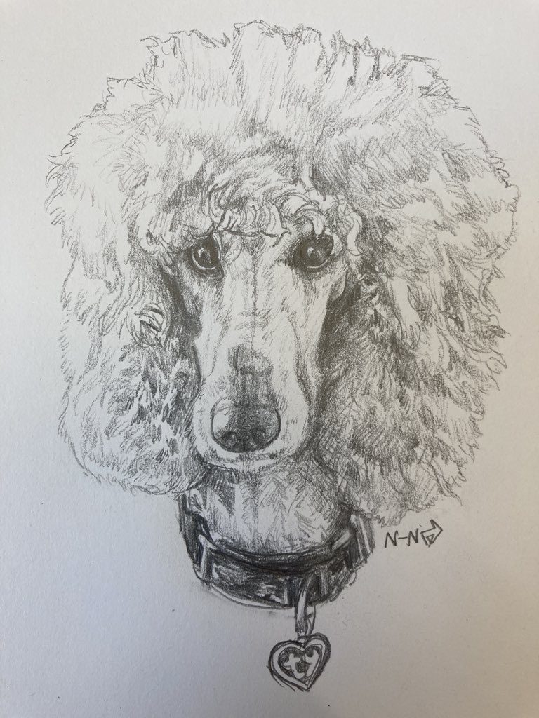 _nightynite's tweet photo. hey im gonna be doing some pet art if anyone wants it. theyre 20 an hour (the cat took 30 and the poodle took 1hr for reference) so if youre interested please message me! theyre all traditional with pencil, and i can do a headshot or fullbody, whatever you want https://t.co/pJ6txxJOrL