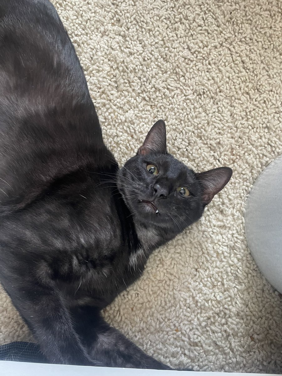 bigboygarlic's tweet photo. sketty has sum. teefies https://t.co/8wDq2GVmxi
