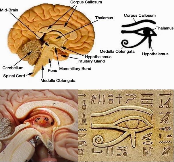 The Pineal gland or 3rd eye is the most heavily targeted &amp; poisoned gland in the human body, mainly because it serves as a connection between the physical and spiritual world.

According to our ancient ancestors and their teachings, it is the key to higher states of