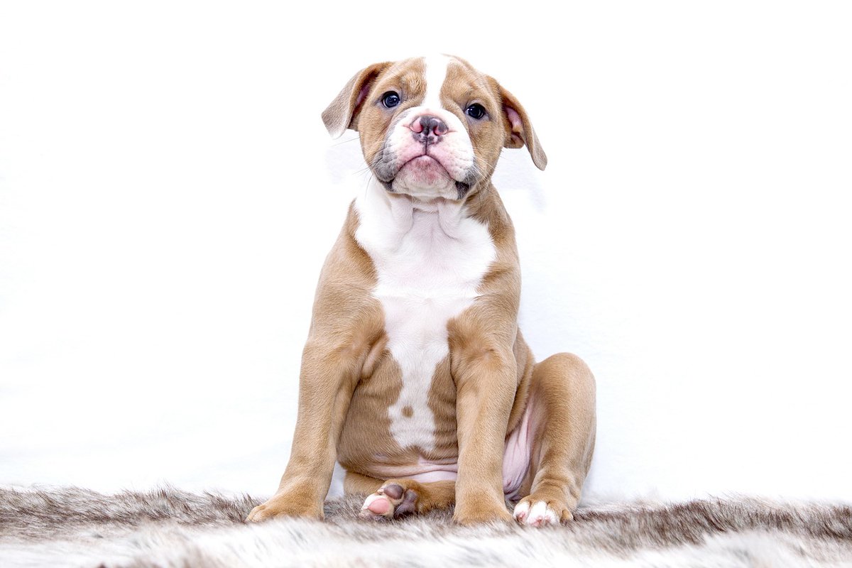 pugs_owners's tweet photo. ๐ From mastering a simple command to curbing unwanted behavior, each step forward is a reason to cheer and reward. ๐ถ๐ #TrainingWins #PawsitiveProgress #dogs #puppy #Puppylovers https://t.co/C7lrYeuHIP