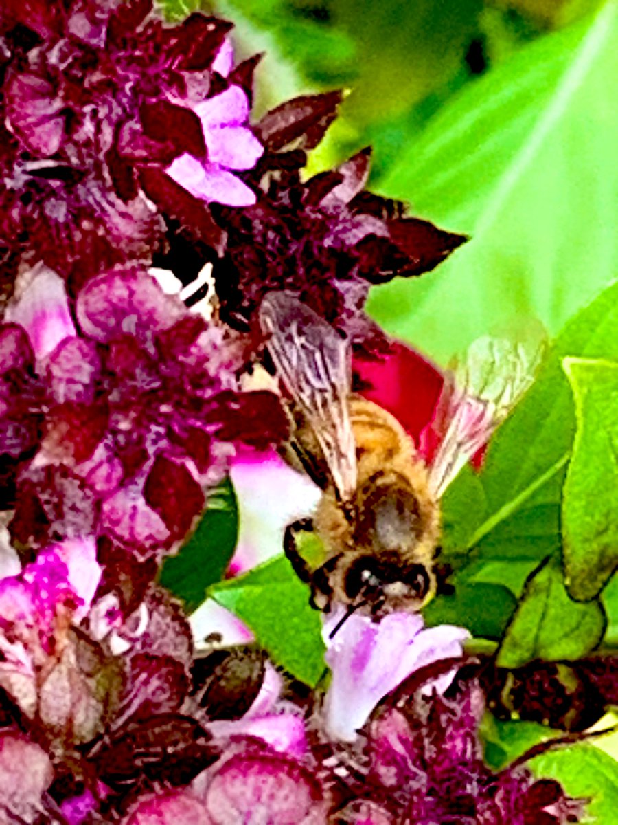 VijayEllaurie's tweet photo. Honeybee on a Thai Basil Flower #InsectThursday #insects #bees #honeybees #GardenersWorld #GardeningTwitter #GardeningX #mygarden #FlowersOfTwitter #nature #NaturePhotography #herbs #herbgardening #organic #insectsoftwitter #photography #insectphotography #69thNationalFilmAwards https://t.co/JdTtD5nzmc