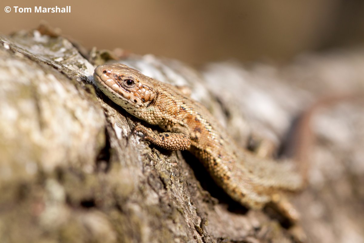 🦎 Also known as the 'viviparous lizard', the #CommonLizard is unusual among #reptiles because it incubates its eggs inside its body and 'gives birth' to live young rather than laying eggs! 👀 Look out for them basking in the warm sun around heathlands, moorlands and grasslands.