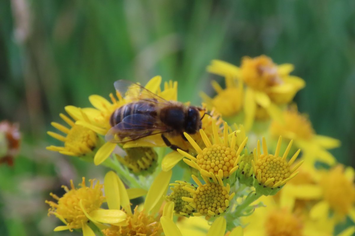 @BeesOfIreland Honeybee on #Ragwort in one of our #dontmow #meadows