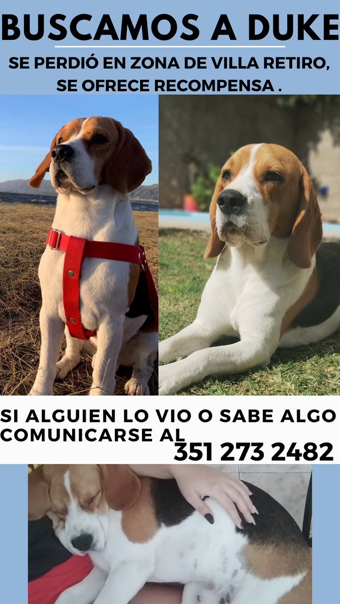 EveGallardoo's tweet photo. No importa de q barrio seas, es importante difundir📢 Wsp, insta, grupos de barrios, amigos, trabajo. Solo 15seg de tu tiempo son un gran aporte para q Duke vuelva con su familia. A esta altura es probable q alguien lo tenga y necesitamos llegar a esa persona en caso de ser asi. https://t.co/mvRS2to91Y