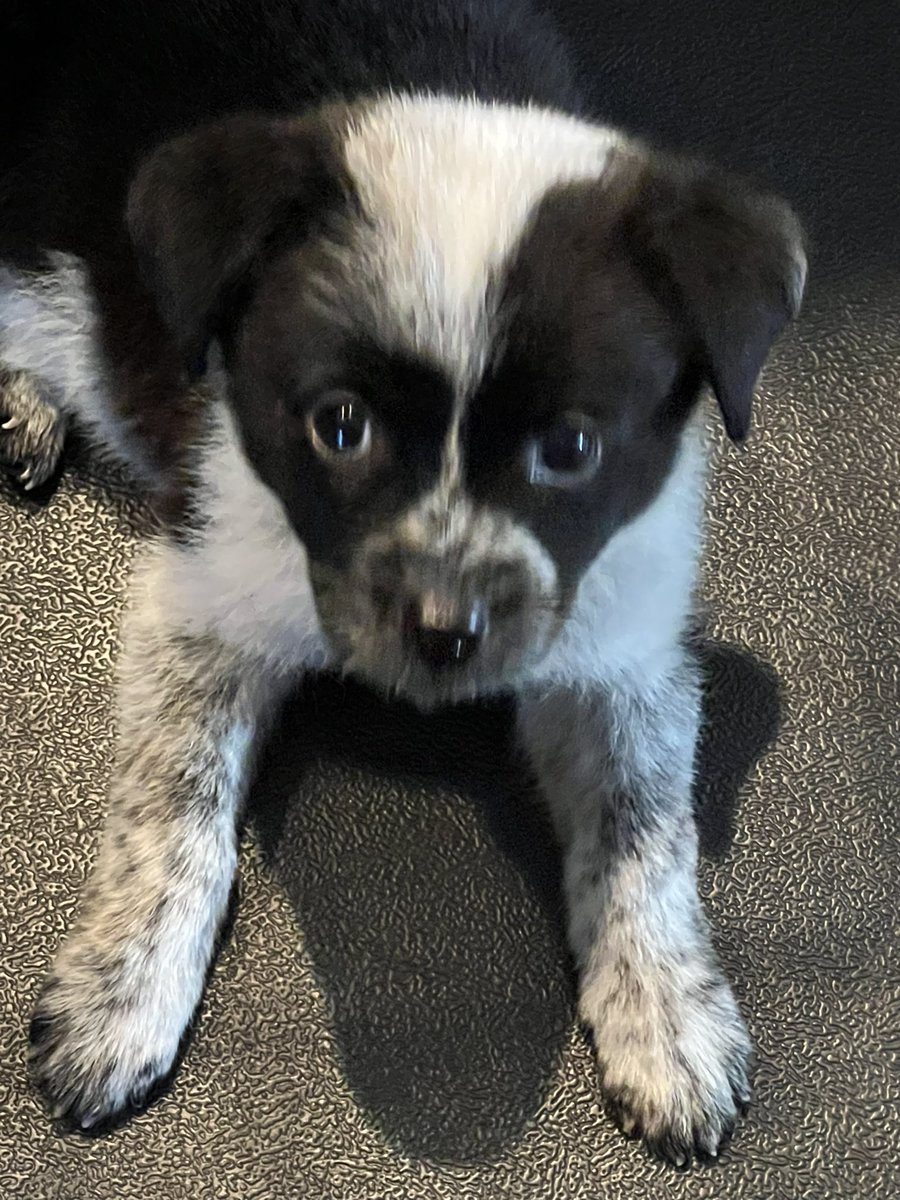 SueKleinmeyer's tweet image. When you are a smart puppy and they make you go outside today….head back inside to the water and the airco floor vent! #onlynineweeks #smartpuppy
#retirementfun