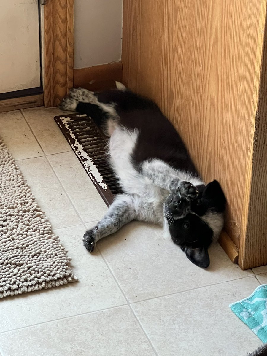 SueKleinmeyer's tweet image. When you are a smart puppy and they make you go outside today….head back inside to the water and the airco floor vent! #onlynineweeks #smartpuppy
#retirementfun