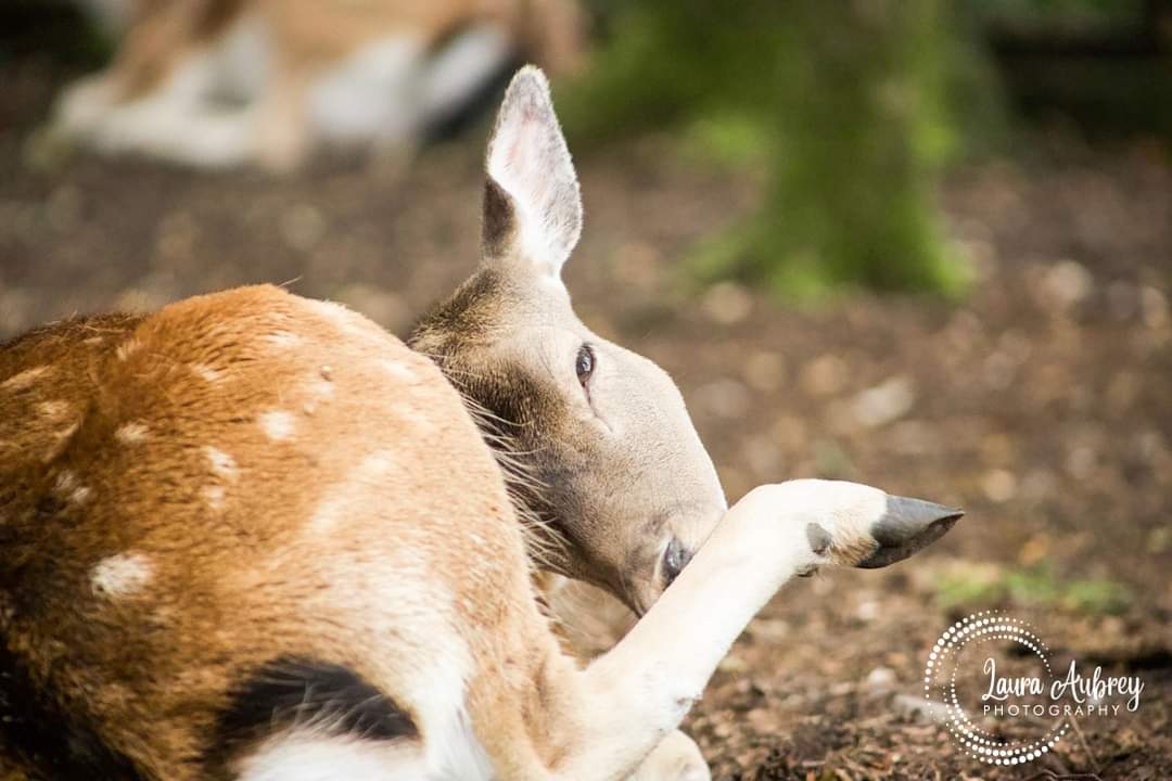 laura_aphoto's tweet photo. #deer #wildlifephotography #ears #canoneosr #dorset #newforest #hampshire #deers #deerphotography #deerlove #forest #hoofcare #selfcare #animal #animallover https://t.co/jiZAzRPL9t