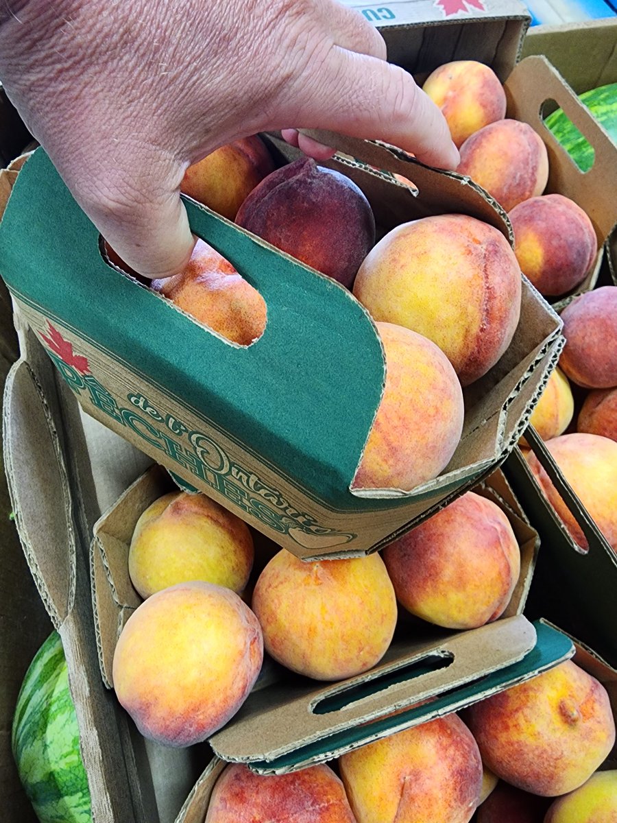 You've noticed... There are a lot of different 3L baskets floating around.

Most not so good, as handles fall out, break. Frustrations all around!! 

These are a new test from <a href="/VinelandGrowers/">Vineland Growers</a>

We would love your feedback and they would as well ☺

Feel free to comment below