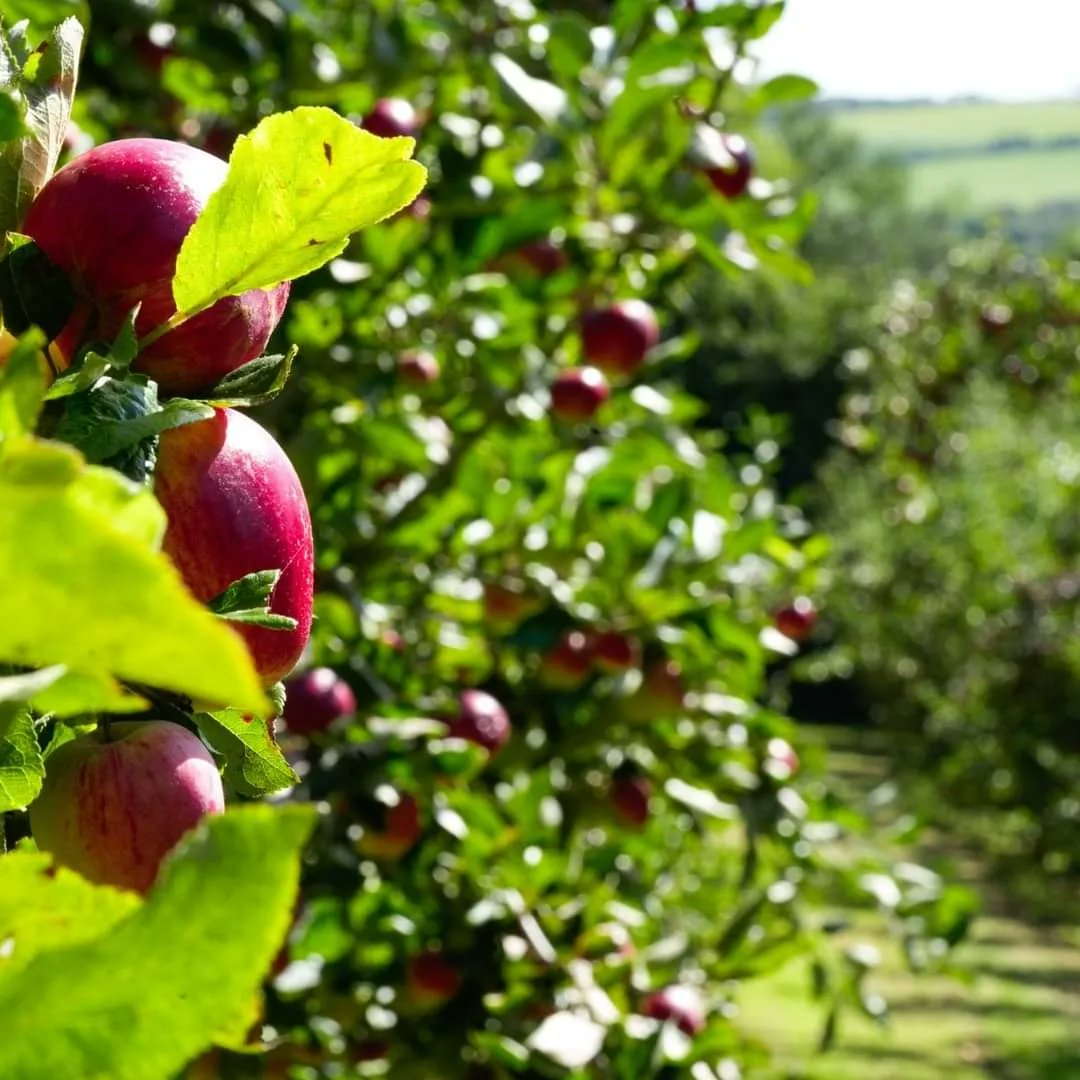 We love these gorgeous pictures of the apple harvest at <a href="/HealeysCyder/">Healeys Cyder 〓〓</a> - have you visited this summer? #bestdaysoutcornwall